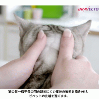 ブラベクトプラス | 2.8kg-6.25kg | 中型猫
