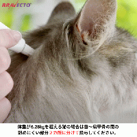 ブラベクトプラス | 6.25-12.5kg | 大型猫