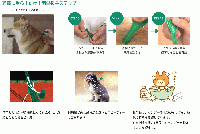 フロントラインプラス | 小型犬用 | 10kg以下 | 6本入