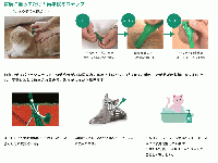 フロントラインプラス | 猫用 | 12本入 | パッケージなし